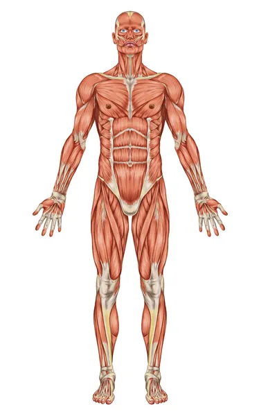 Anatomia układu mięśniowego człowieka - widok z przodu — Zdjęcie stockowe