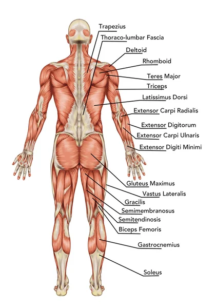 Anatomia del sistema muscolare maschile vista posteriore corpo intero - didattica — Foto Stock