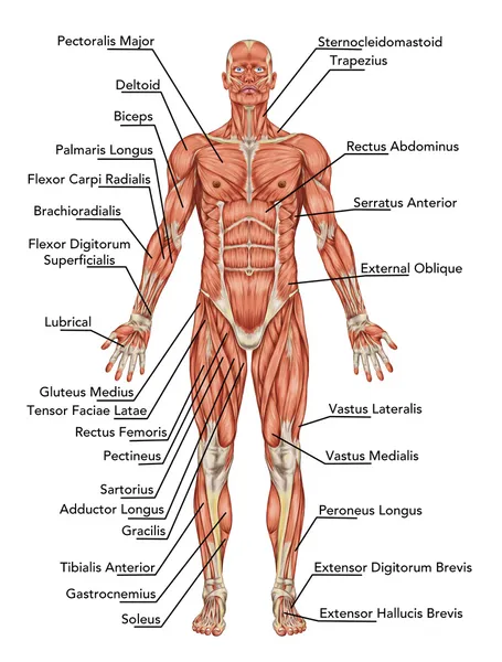 Anatomy of man muscular system - anterior view – didactic — Stock Photo, Image