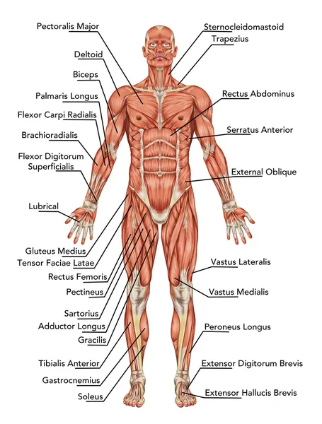 Anatomía del sistema muscular del hombre - vista anterior - didáctica —  Fotos de Stock