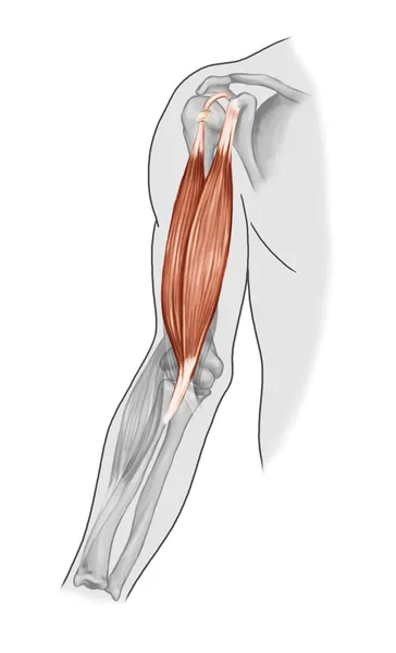 Biceps brachii, brachioradial, biceps mięśnie - czarno białe — Zdjęcie stockowe