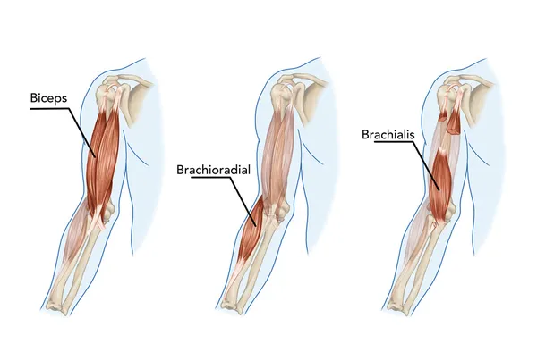 Biceps, Brachii, Brachioradial, Brachialis muscles didactiques — Photo