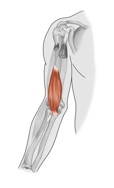 Biceps brachii, brachioradial, brachialis muskler - svart vit — Stockfoto