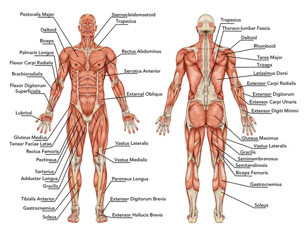 Anatomie der männlichen Muskulatur - Hinter- und Vorderansicht - Ganzkörper - didaktisch Stockfoto