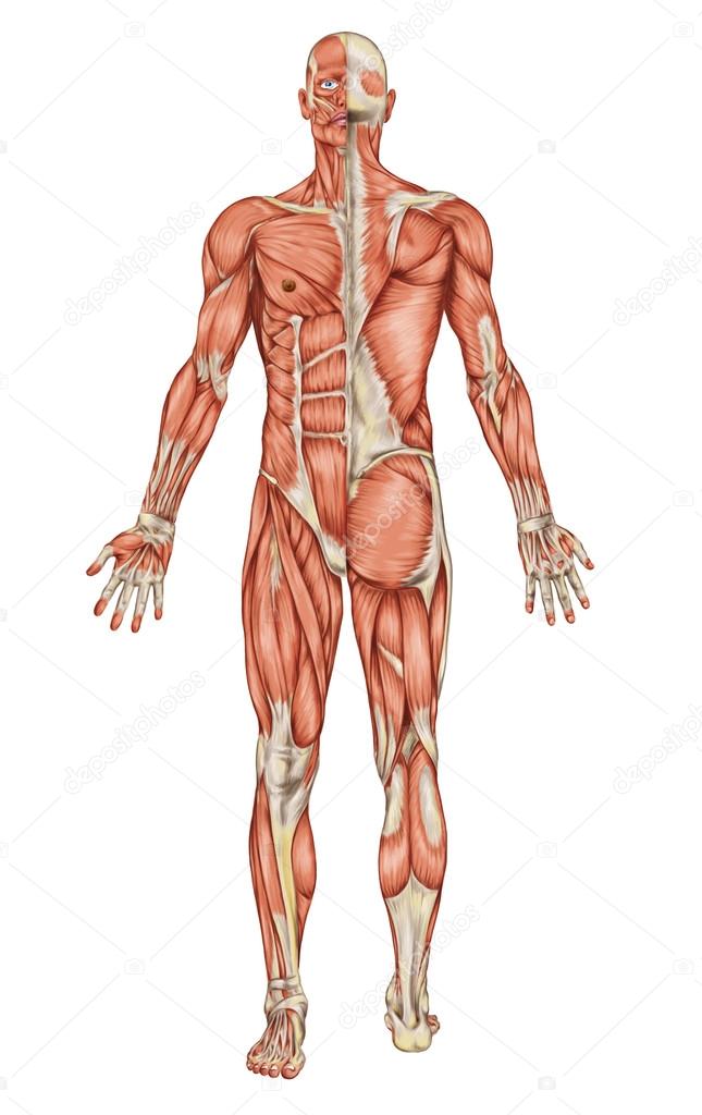 Anatomy of male muscular system - posterior and anterior view - full body