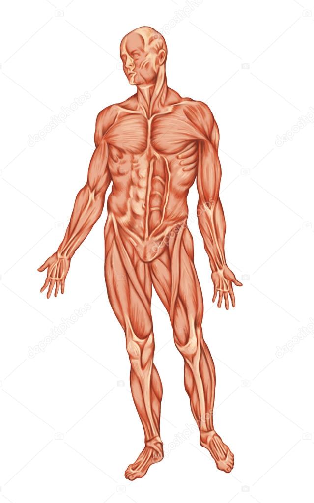 Anatomy of man muscular system - anterior view - ecorche – ecorshe