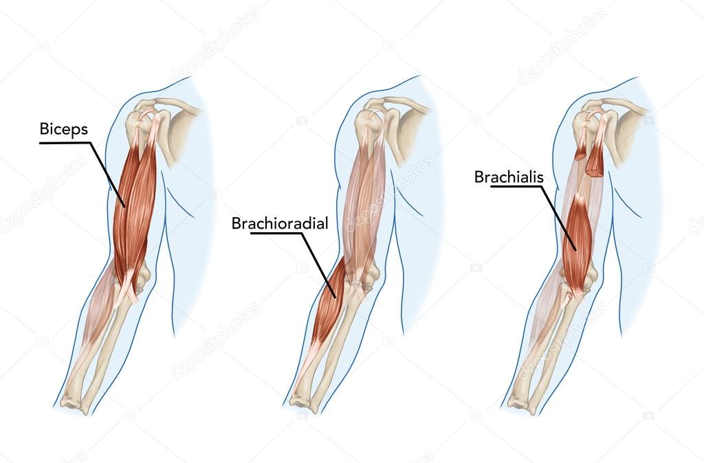 Biceps, Brachii, Brachioradial, Brachialis muscles – didactic — Stock