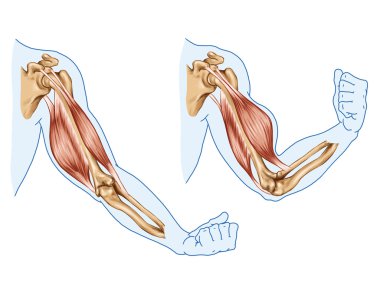 Movement of the arm and hand muscles clipart