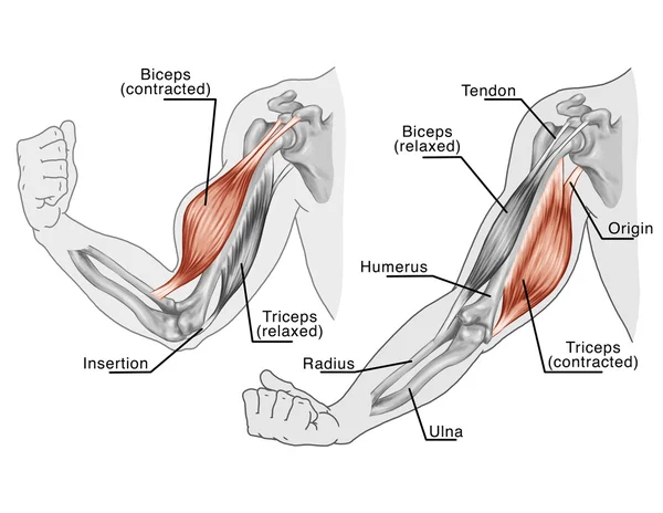 Movimento dos músculos do braço e da mão — Fotografia de Stock