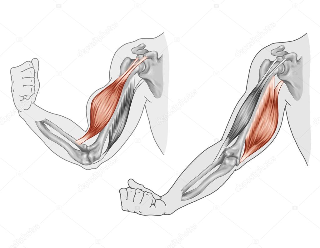 Biceps, Triceps - movement of the arm and hand muscles Stock