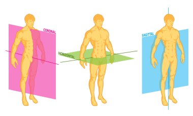 de koronal sagittal yatay