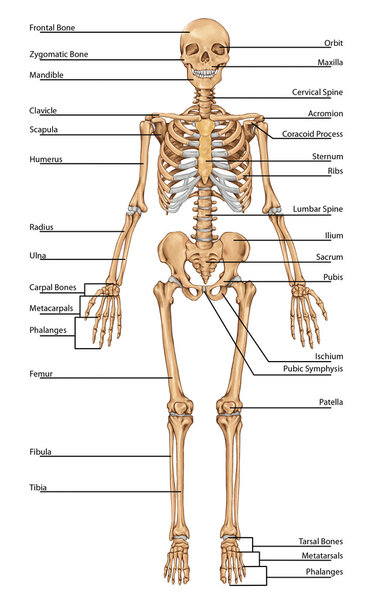 DE PLANSHA Schelet Fatza 1