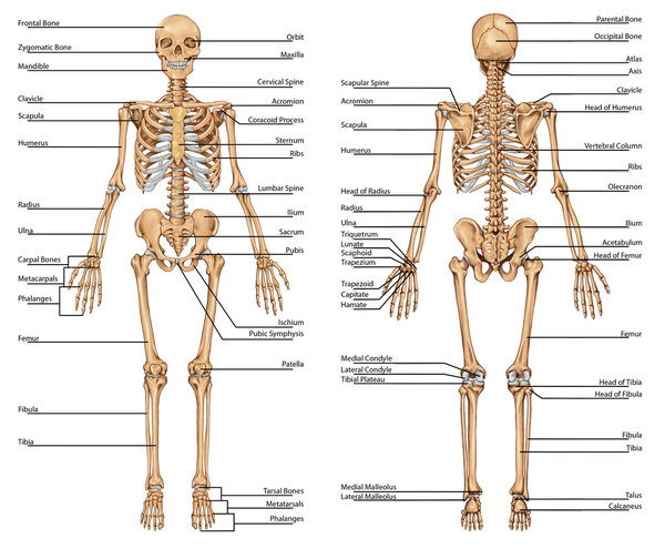 DE PLANSHA Schelet Fatza Spate 1