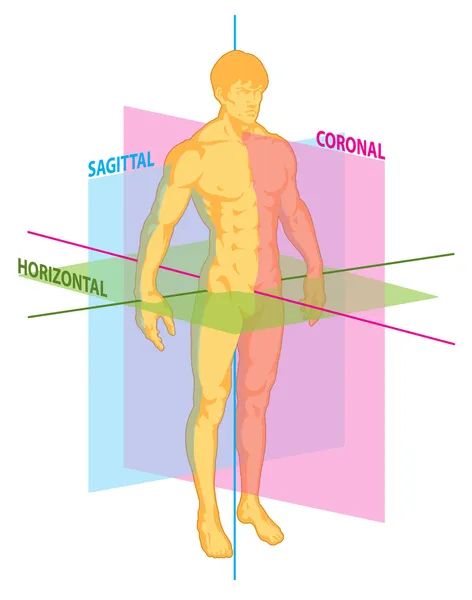 De taietura koronal sagittal horizontal — Stockfoto