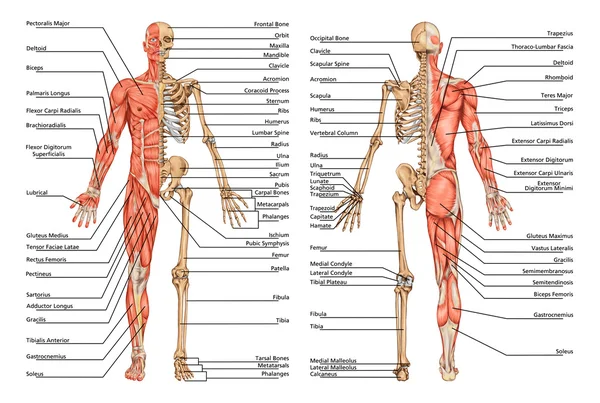 16 720 Muscular System Images Free Royalty Free Stock Muscular System Photos Pictures Depositphotos