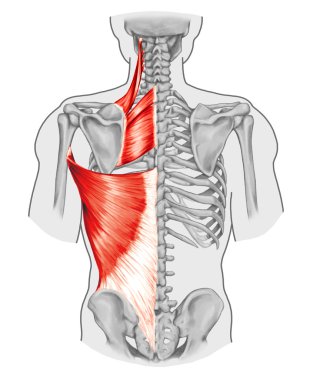 Rhomboid minor and rhomboid major, levator scapulae and latissimus dorsi muscles - didactic board of anatomy of human bony and muscular system, posterior view clipart