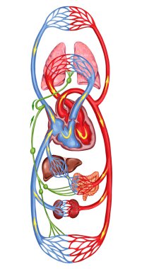 Human bloodstream - didactic board of anatomy of blood system of human circulation, sanguine and cardiovascular system clipart