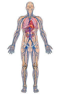 insanın kan - kan sistemi insan dolaşımını sanguine, kalp damar, damar ve venöz sistemin anatomisi didaktik kurulu