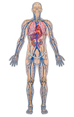Human bloodstream - didactic board of anatomy of blood system of human circulation sanguine, cardiovascular, vascular and venous system clipart