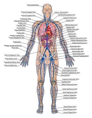 Human bloodstream - didactic board of anatomy of blood system of human circulation sanguine, cardiovascular, vascular and venous system