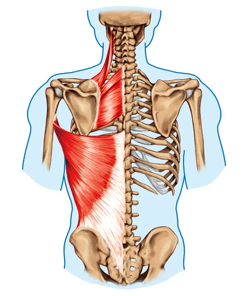 Rhomboid minor and rhomboid major, levator scapulae and latissimus dorsi muscles - didactic board of anatomy of human bony and muscular system, posterior view — Stock Photo, Image