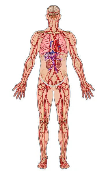 El torrente sanguíneo humano - el consejo didáctico de la anatomía del sistema sanguíneo de la circulación humana el sistema sanguineo, cardiovascular, vascular y arterial — Foto de Stock