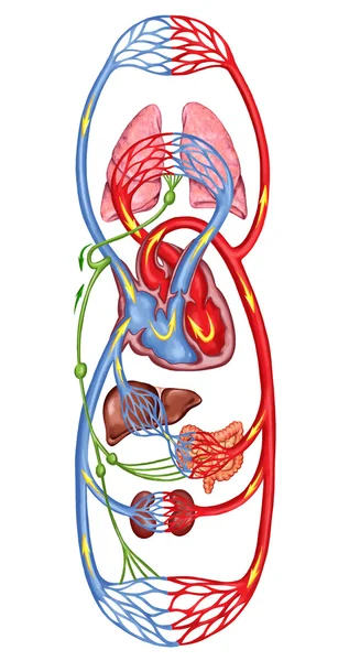 Menschlicher Blutkreislauf - didaktischer Lehrstuhl für Anatomie des Blutsystems des menschlichen Kreislaufs, des sanguinen und kardiovaskulären Systems — Stockfoto