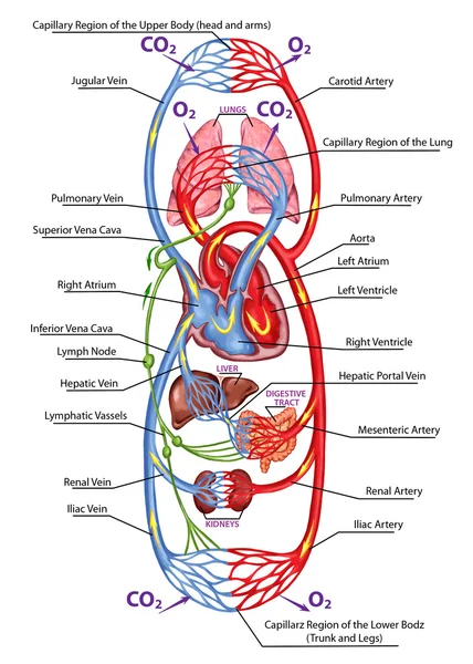 Corrente sanguínea humana - conselho didático de anatomia de sistema sanguíneo de circulação humana, sistema sanguíneo e cardiovascular — Fotografia de Stock