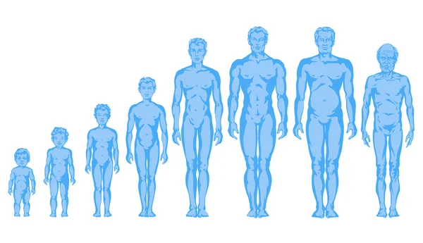 Aumento de las formas corporales masculinas, proporciones de hombre, niño, adolescente, viejo, desarrollo corporal masculino - cuerpo completo —  Fotos de Stock