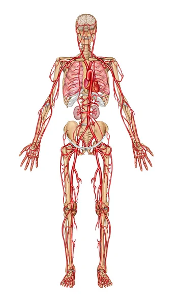 人类血液-血液系统的人类流通乐观、 心血管、 血管和动脉系统的解剖教诲董事会 — 图库照片