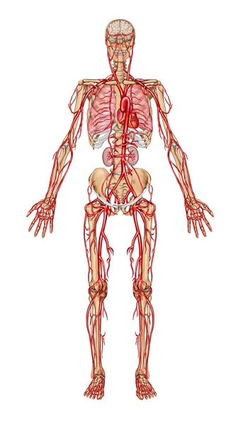 Lidské krvi - didaktické představenstva anatomie krevního systému lidského oběhu sangvinik, kardiovaskulární, cévní a arteriální systému — Stock fotografie