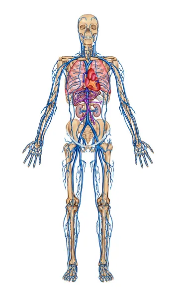 Menselijke bloedsomloop - didactische Raad van anatomie van bloed systeem van menselijk verkeer sanguine, cardiovasculaire, vasculaire en veneuze systeem — Stockfoto