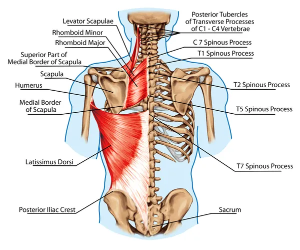 Rhomboid minor and rhomboid major, levator scapulae and latissimus dorsi muscles - didactic board of anatomy of human bony and muscular system, posterior view — Stock Photo, Image