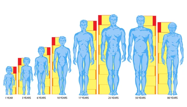 Aumentare le forme del corpo maschile, proporzioni di uomo, bambino, adolescente, vecchio, sviluppo del corpo maschile - corpo pieno — Foto Stock