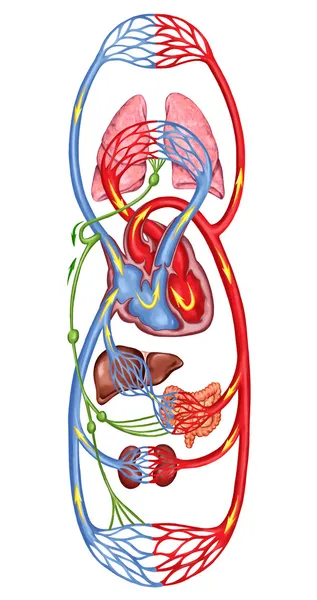 Menschlicher Blutkreislauf - didaktischer Lehrstuhl für Anatomie des Blutsystems des menschlichen Kreislaufs, des sanguinen und kardiovaskulären Systems Stockbild