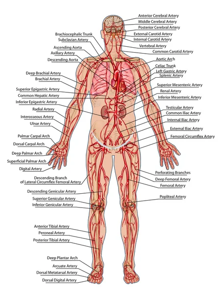 Menschliches Blut - didaktische Anatomie des Blutsystems des menschlichen Kreislaufs sanguine, kardiovaskuläre, vaskuläre und arterielle System lizenzfreie Stockfotos