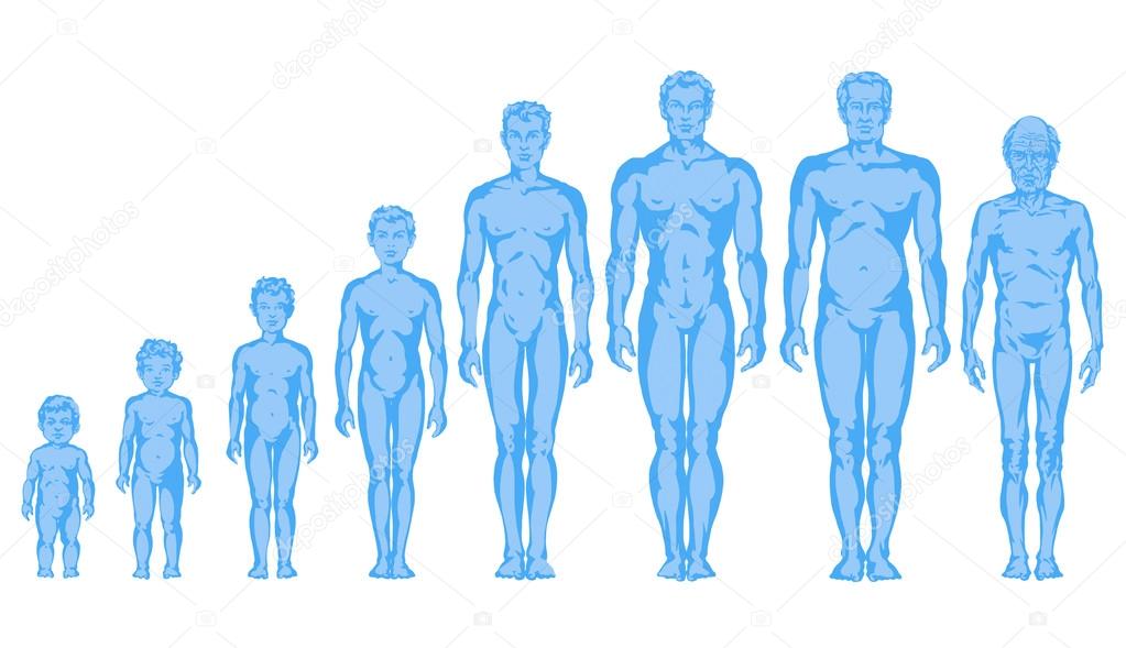 Increasing male body shapes, proportions of man, child, adolescent, old, male body development - full body