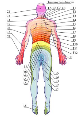 drawing, medical, didactic board of anatomy of human sensory innervation system, dermatomes and cutaneous nerve territories, segmental, radicular, cutaneous innervation of the posterior trunk wall  clipart