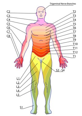 İnsan duyusal sinirsizlik sisteminin çizim, tıbbi, didactik kurulu, dermatomlar ve deri sinir bölgeleri, ön gövde duvarının segmental, radiküler, deri sinirleri 
