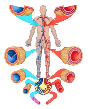 İnsan kan dolaşımı - kan dolaşımı anatomisinin didactik kurulu sanguine, kardiyovasküler, vasküler ve venöz sistem, damarların ve arterlerin inşası
