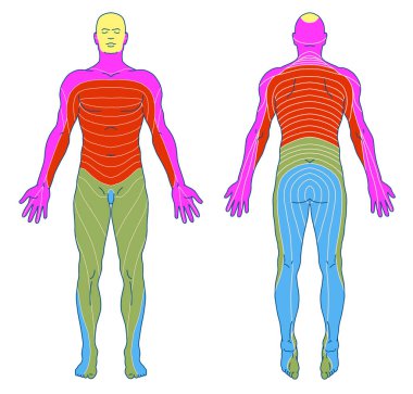 İnsan duyusal sinir sistemi, dermatomlar ve deri sinir bölgeleri, ön ve arka gövde duvarının segmental, radiküler, deri altı sinirleri çizim, tıbbi, didactic kurulu. 