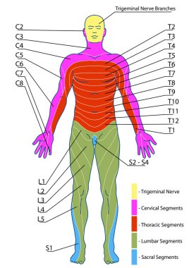 İnsan duyusal sinirsizlik sisteminin çizim, tıbbi, didactik kurulu, dermatomlar ve deri sinir bölgeleri, ön gövde duvarının segmental, radiküler, deri sinirleri 