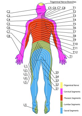 drawing, medical, didactic board of anatomy of human sensory innervation system, dermatomes and cutaneous nerve territories, segmental, radicular, cutaneous innervation of the posterior trunk wall  clipart