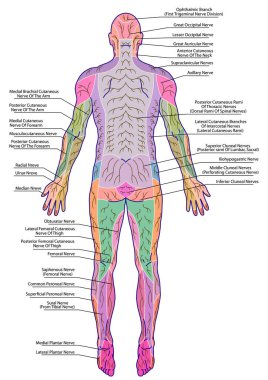  Çizim, medikal, didactik insan kalıbı çevresel duyusal sinir sistemi tablosu, diyagramı, Mumenthaler 'dan sonra radiküler sinir lezyonundan etkilenen bölgenin
