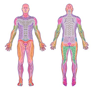  drawing, medical, didactic board of anatomy of human pattern of peripheral sensory innervation system, the diagram shows of the area affected by a radicular nerve lesion, after Mumenthaler clipart