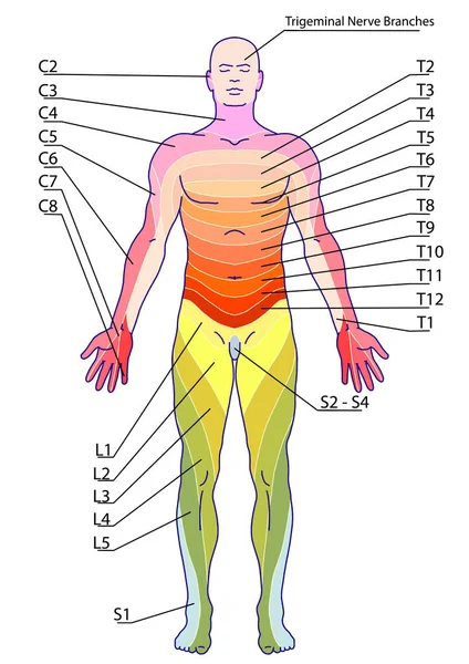 drawing, medical, didactic board of anatomy of human sensory innervation system, dermatomes and cutaneous nerve territories, segmental, radicular, cutaneous innervation of the anterior trunk wall