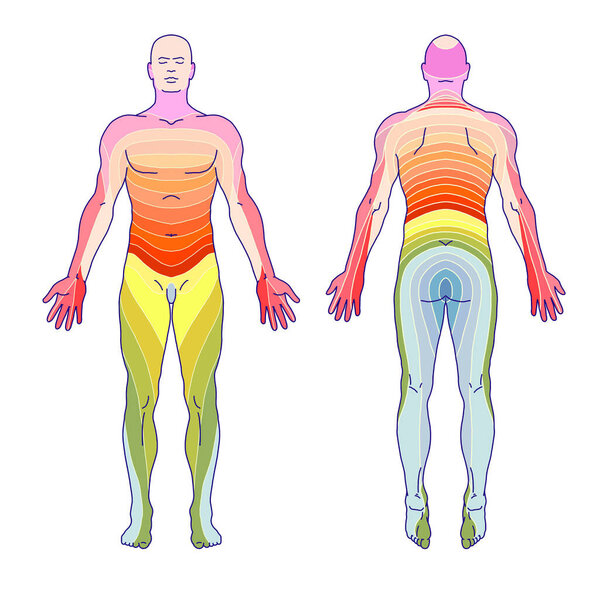 анатомия системы сенсорной иннервации человека, дерматомы и участки кожного нерва, сегментарная, радикулярная, кожная иннервация передней и задней стенок ствола 