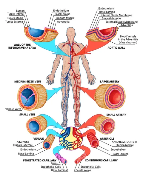 Flusso Sanguigno Umano Commissione Didattica Anatomia Del Sistema Sanguigno Della — Foto Stock