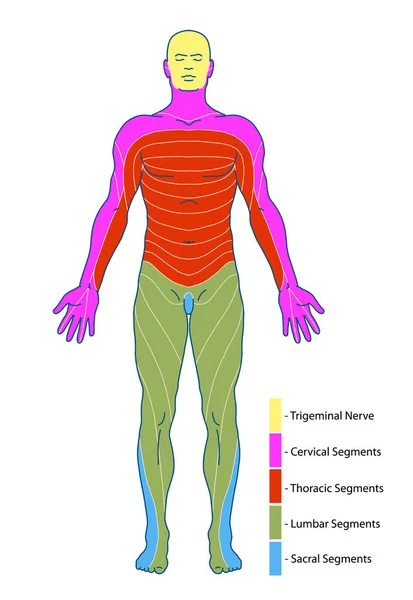drawing, medical, didactic board of anatomy of human sensory innervation system, dermatomes and cutaneous nerve territories, segmental, radicular, cutaneous innervation of the anterior trunk wall