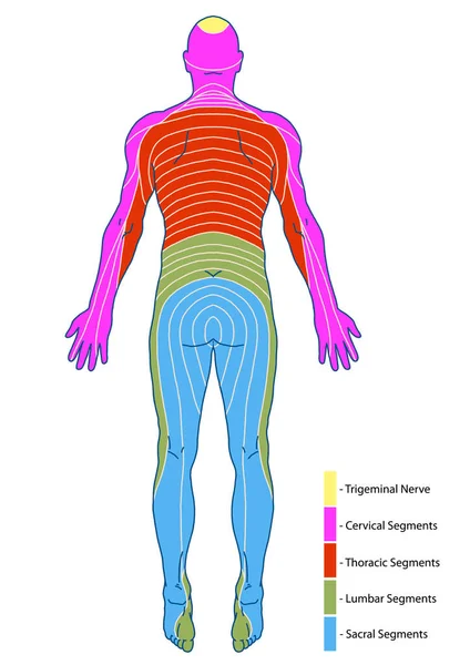 drawing, medical, didactic board of anatomy of human sensory innervation system, dermatomes and cutaneous nerve territories, segmental, radicular, cutaneous innervation of the posterior trunk wall